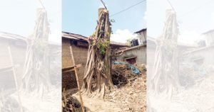 রাণীনগরে অলৌকিকভাবে উঠে দাঁড়াল বটগাছ