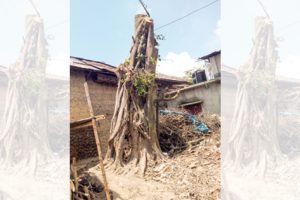 রাণীনগরে অলৌকিকভাবে উঠে দাঁড়াল বটগাছ