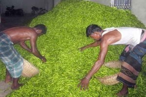 সান্তাহারে প্রতিকেজি কাঁচা মরিচ মাত্র ১২ টাকা