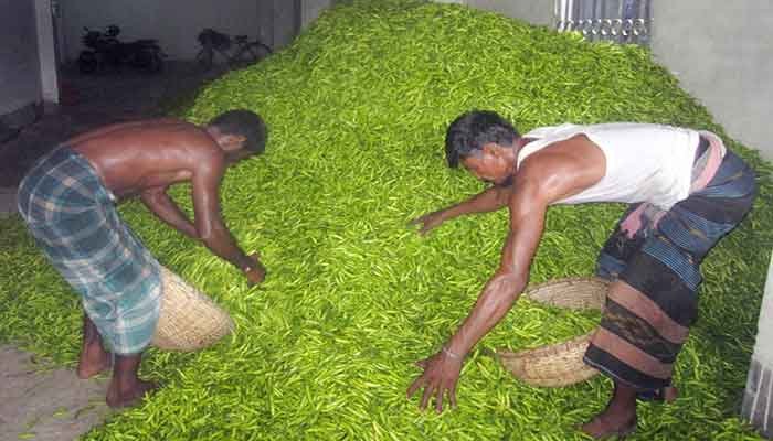 সান্তাহারে প্রতিকেজি কাঁচা মরিচ মাত্র ১২ টাকা