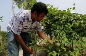 নওগাঁয় চাষ হচ্ছে প্যাশন ফল